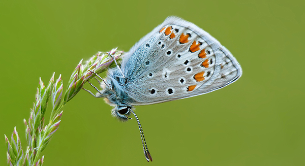 Ejemplar de ícaro (Polyommatus icarus). foto: Yeray Monasterio.