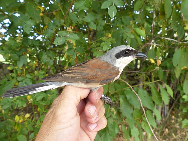 Macho adulto de alcaudón dorsirrojo (Lanius collurio) capturado para anillamiento científico (foto: autores).

