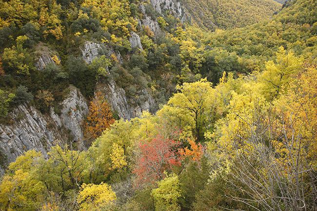Paisaje otoñal en el valle del Iregua (La Rioja). ¿Cuántas especies puede albergar un bosque de este tipo? ¿Qué porcentaje de ellas puede pasar desapercibido? (foto: José Luis Gómez de Francisco).


