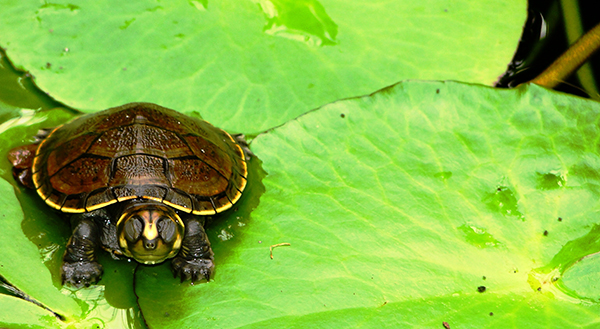 Una de las especies amazónicas incluidas en el CITES con más comercio internacional: la taricaya. Foto: Ivan Esteban Valencia Ariza, via Flickr.

