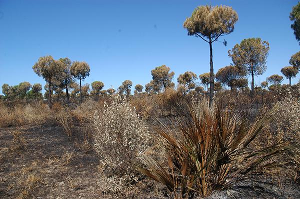 Zona afectada por el reciente incendio de Doñana (foto: SEO/BirdLife).


