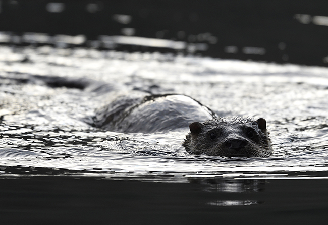 La nutria Duerita fotografiada en el tramo soriano del río Duero (foto: David Guisande).


