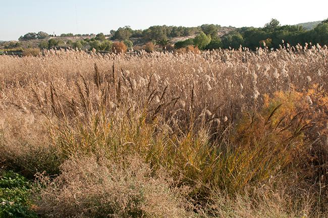 Vegetación palustre con cañas judías en primer plano (foto: Lluís Serra).


