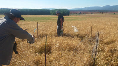 Dos voluntarios colocan un vallado perimetral alrededor de un nido de aguilucho cenizo en la campiña segoviana (foto: Candelas Iglesias).

