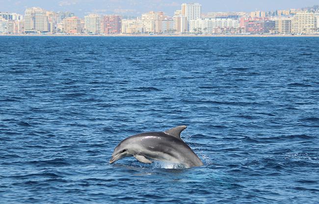 Un delfín mular nada en aguas cercanas a la costa malagueña. Al fondo se observa la localidad de Fuengirola.


