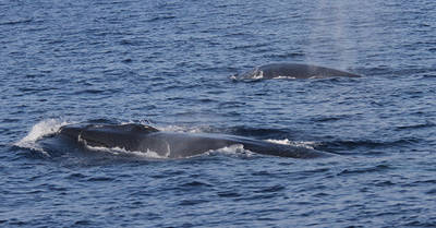 Dos rorcuales comunes salen a la superficie del agua mientras nadan (foto: Gorka Ocio).


