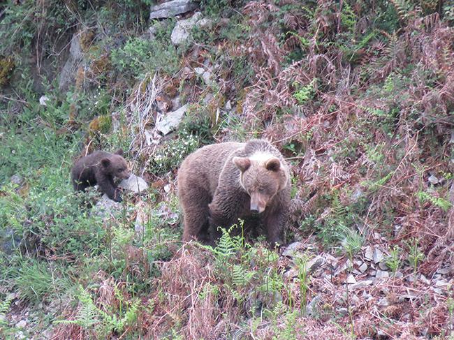 Osa con su osezno en el Parque Natural de las Fuentes del Narcea (Asturias). Foto: FOP.

