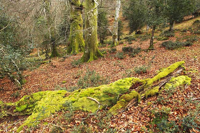 Interior de un bosque autóctono cantábrico (foto: Joseba del Villar / Fundación Lurgaia).

