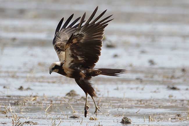 Una hembra de aguilucho lagunero lleva un cangrejo de río en una pata (foto: Jesús Mari Lekuona).

