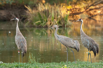 La grulla 'Doñana' (centro), con sus padres, en La Cañada de los Pájaros (foto: Francisco Jamardo Sánchez).

