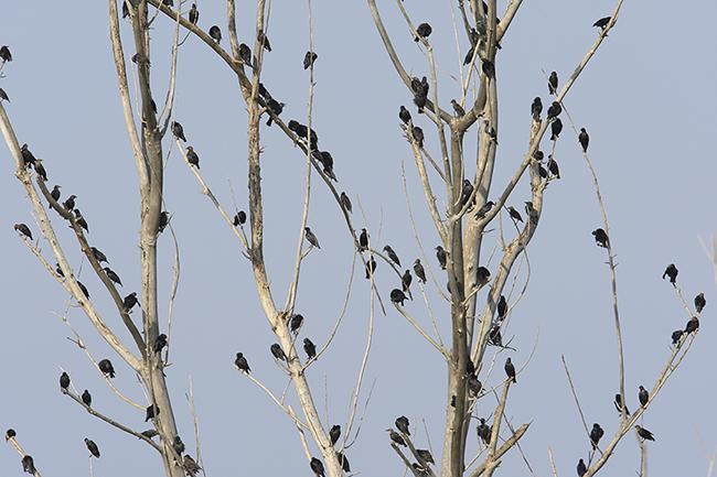 Bando de estorninos negros en una chopera (foto: José Luis Gómez de Francisco).