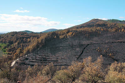 Pinar del término municipal de Acebo (Cáceres) afectado por el fuego en el gran incendio que tuvo lugar en la sierra de Gata en 2015 (foto : Proyecto Mosaico).


