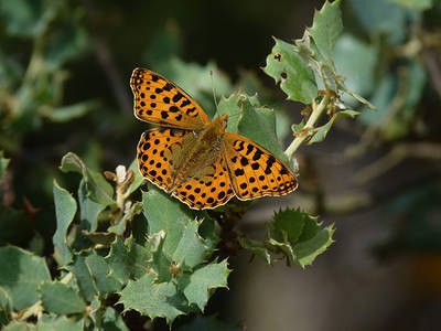 Issoria lathonia es una de las mariposas diurnas inventariadas en la provincia de P alencia (foto: Fernando Jubete).

