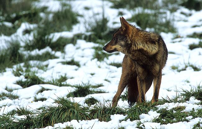 Un lobo en régimen de semicautividad se detiene a observar en una ladera con nieve (foto: Eduardo Ruiz Baltanás).

