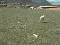 Daños del cuervo 
al ganado ovino 
en Cataluña