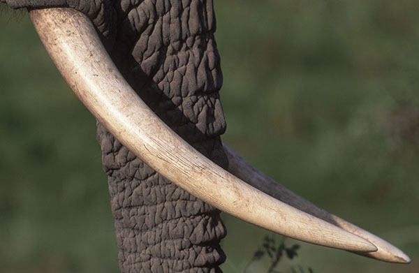Detalle de los colmillos de un elefante africano (foto: Martin Harvey / WWF Canon).