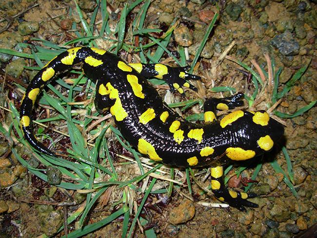 Poblaciones aisladas de salamandra común y tritón pigmeo en Málaga |  Revista Quercus