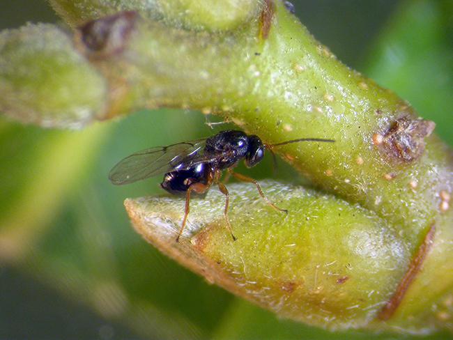 Hembra adulta de avispilla del castaño en el momento de poner sus huevos en una yema de este árbol (foto: José Luis Nieves).