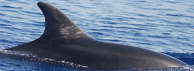 Delfín mular registrado en el catálogo de foto-identificación de Anse (foto: José Luis Murcia).
