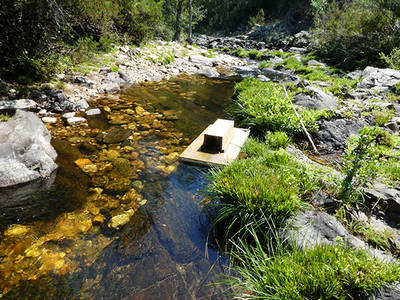 Plataforma flotante para la localización y captura de visones americanos, en el río Berbellido, afluente del Jarama, en la Sierra Norte de Guadalajara (foto: Terra Naturalis).