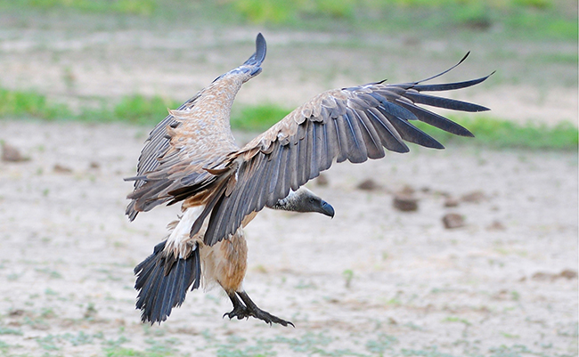 Un buitre dorsiblanco africano en el momento de posarse en el suelo. Es una de las especies que ha obtenido protección por el Convenio de Bonn (foto: Ian White / BirdLife International).