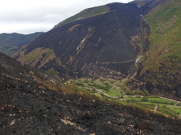 Laderas devastadas por el fuego en una zona osera del concejo asturiano de Degaña (foto: FOP).