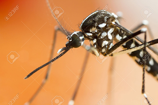 Primer plano de mosquito tigre (foto: Gordon Zammit / 123RF).