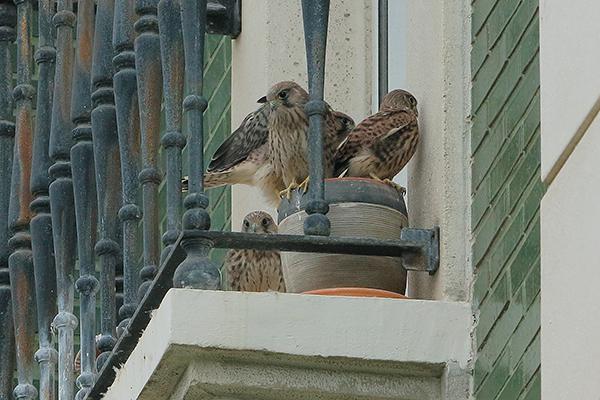 Volantones de cernícalo vulgar descansan en la terraza de un cuarto piso de Santander, donde nacieron. La especie lleva nidificando en esta vivienda desde 2015 (foto: Antonio Sanz).

