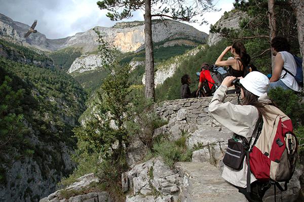 Montaje fotográfico en el que se ve cómo varios participantes en el programa de visitas guiadas del Pirineos Bird Center observan un quebrantahuesos en el Sendero de los Miradores de Revilla (Huesca). Foto: FCQ.

