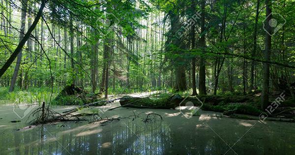 Panorámica de una zona pantanosa en el bosque de Bialowieza (Polonia). Foto: Aleksander Bolbot / 123RF.


