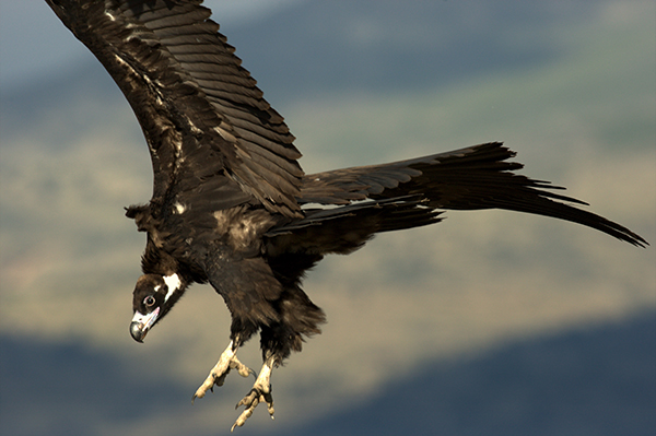 Buitre negro a punto de posarse (foto: Tatavasco / SEO BirdLife).