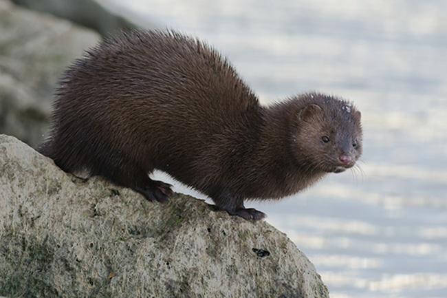 Un visón americano observa su entorno desde una roca situada al lado del mar (foto: Paul Reeves / Shutterstock).

