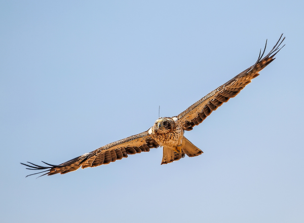 Águila calzada en vuelo (foto: Ángel Sánchez).

