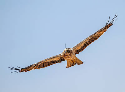 Águila calzada en vuelo (foto: Ángel Sánchez).

