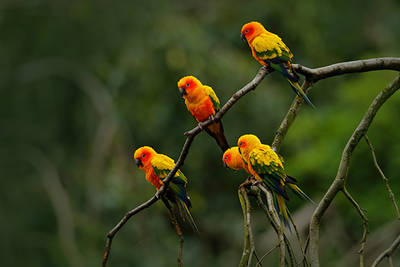 Grupo de cotorritas del sol (Aratinga solstitialis) en su hábitat. Es una de las especies más afectadas por el comercio de loros neotropicales (foto: Ondrej Prosicky / Shutterstock).