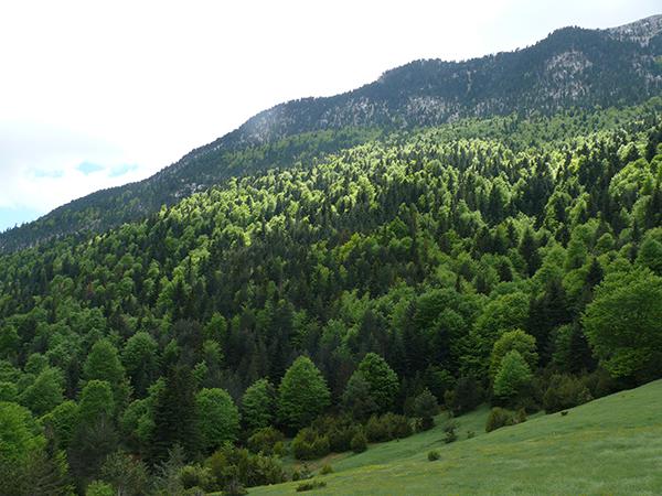 Abetal protegido de Laspuña (Huesca), sometido a una polémica tala en 2016 (foto: FCQ)

