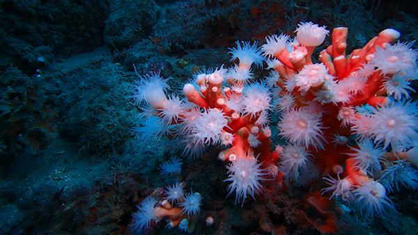 Colonia de coral candelabro con los pólipos desplegados en la ZEC Punta de la Mona (Granada). Foto: Asociación Hombre y Territorio.

