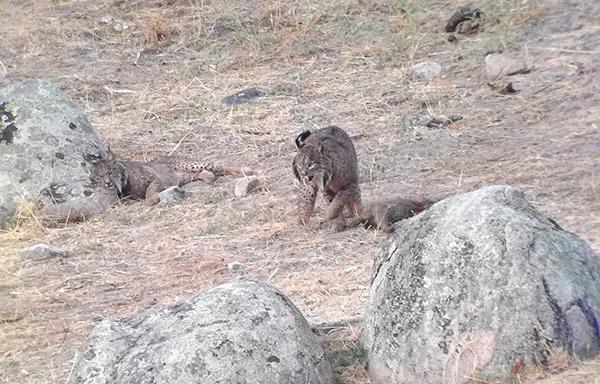 Pareja de linces ibéricos junto al cuerpo sin vida de un meloncillo tras el violento encuentro protagonizado por ambas especies en la sierra de Andújar (Jaén).