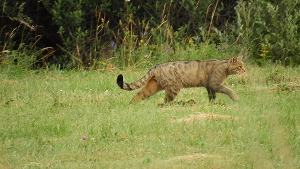 Gato montés fotografiado en un prado de la Montaña Palentina durante el censo intensivo estival realizado con esta especie (foto: Fermín Urra y Fernando Jubete).

