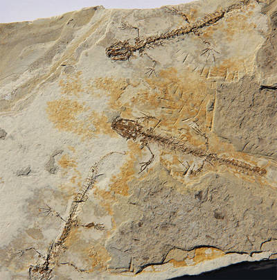 Salamándridos fósiles de hace 19 millones de años conservados en los sedimentos de un antiguo lago situado en Rubielos de Mora. Su longitud corporal es de unos 8 centímetros (foto: Enrique Peñalver).