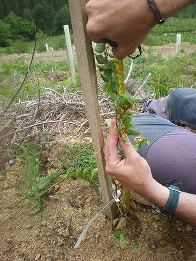 Un técnico de LIFE+ Ordunte Sostenible mide el tamaño de un haya plantada en una de las zonas que ha sido objeto de restauración forestal (foto: Hazi). 