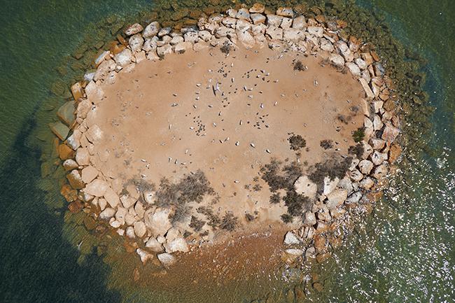 Colonia de gaviota picofina en la laguna de La Mata (Alicante), fotografiada desde un dron (foto: Jaime Brotons).


