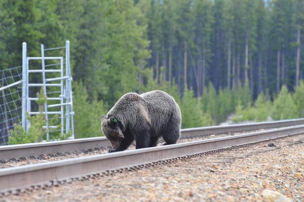 Los osos pardos o grizzlies acostumbran a comer carroñas de animales atropellados, como es el caso de este ejemplar del Parque Nacional de Banff (Canadá). Foto: Benjamin Dorsey.

