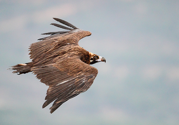 Buitre negro en vuelo (foto: Ángel Sánchez).

