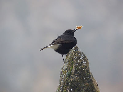 Macho de collalba negra con una miga de pan en el pico (foto: Pere Josa y Camil Albert).


