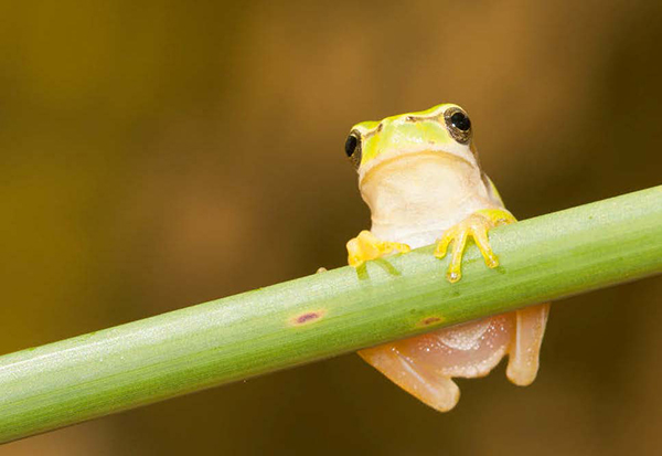 Ranita meridional (foto: Ghiglione Claudio / Shutterstock).

