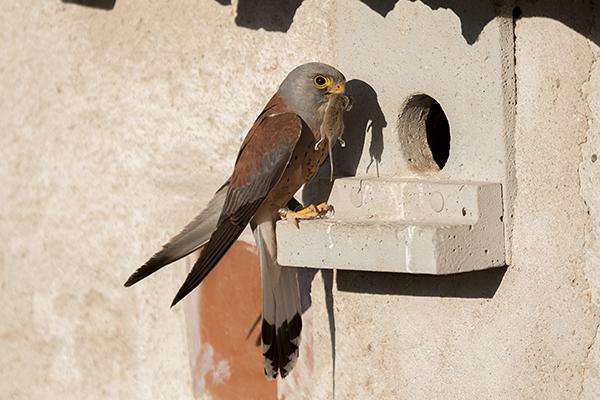 Un macho de cernícalo primilla con un roedor en el pico a la entrada de su nidal en un primillar (foto: Saturnino Casasola).

