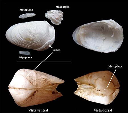 En la mitad superior, valvas y placas accesorias de un ejemplar de Martesia fragilis. En la mitad inferior, vista ventral y dorsal de esta misma especie (foto: Gabriel Gómez y Diego Moreno).