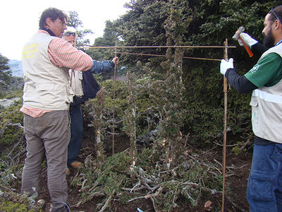 Voluntarios colocan un protector individual a un tejo en la sierra de las Nieves (Málaga). Foto: Juan José Jiménez.