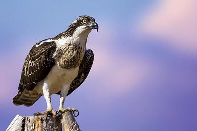 Águila pescadora posada (foto: Shutterstock / Nature Bird Photography).

